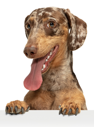 cute-puppy-dachshund-dog-posing-isolated-white-background.fw 500.fw